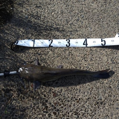 アメリカナマズの釣果