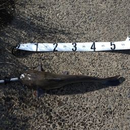 アメリカナマズ