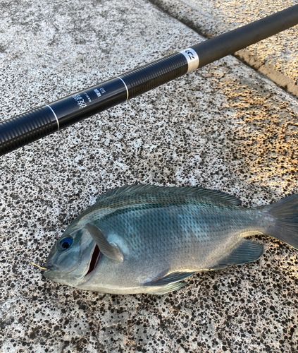 メジナの釣果