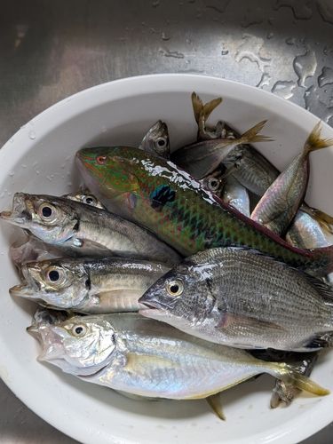 アジの釣果