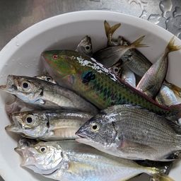 アジ
