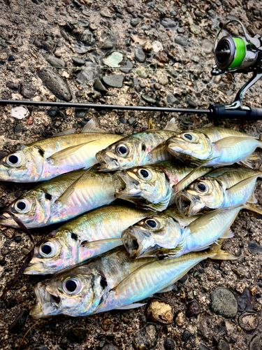 アジの釣果