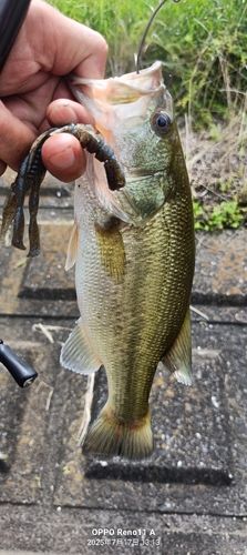 ブラックバスの釣果