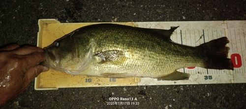 ブラックバスの釣果