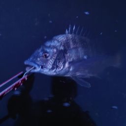 クロダイ