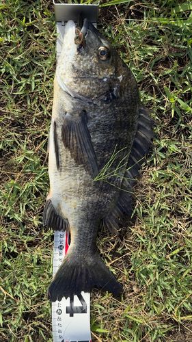 チヌの釣果