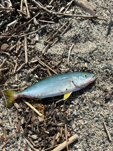 ワカシの釣果