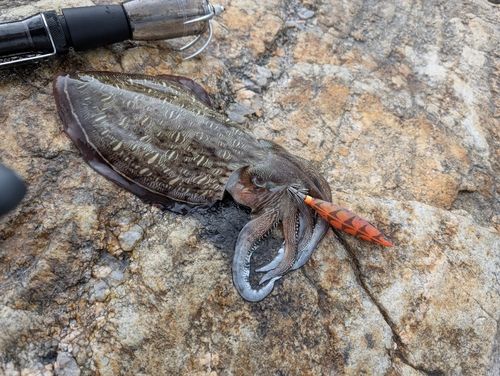 イカの釣果