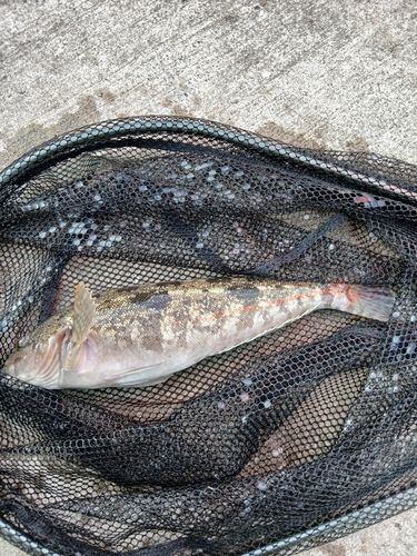 アイナメの釣果