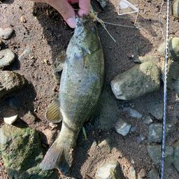 スモールマウスバス