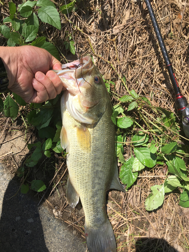 ラージマウスバスの釣果