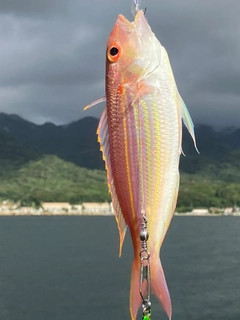 イトヨリダイの釣果