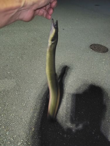 ウナギの釣果