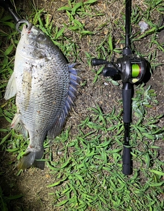 キビレの釣果