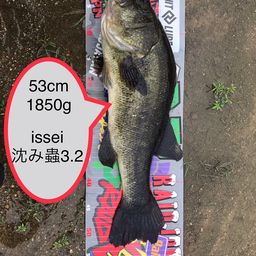 ブラックバス