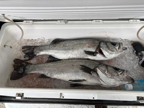 ヒラスズキの釣果