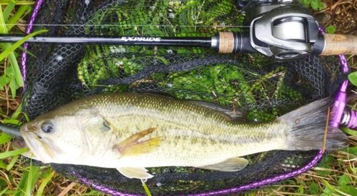 ブラックバスの釣果