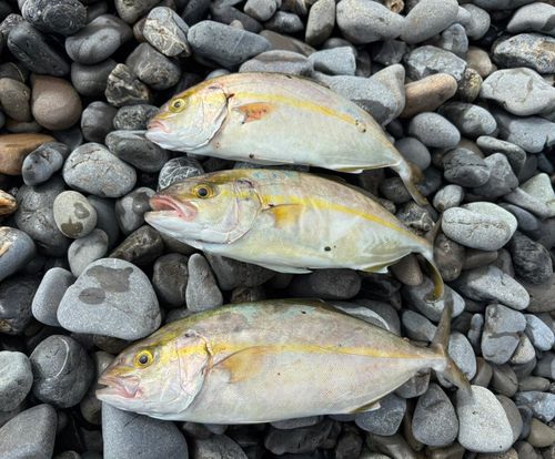 ショゴの釣果