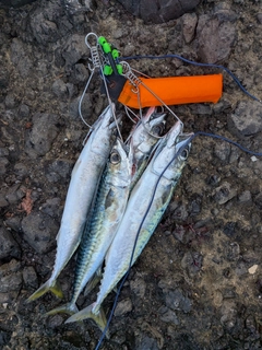 サバの釣果