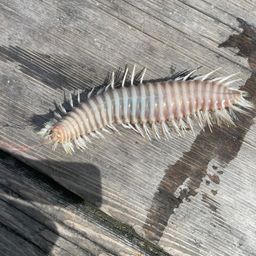 アジ