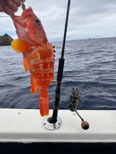 アカハタの釣果