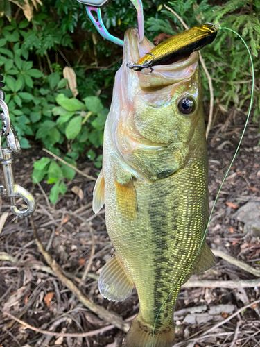 ラージマウスバスの釣果