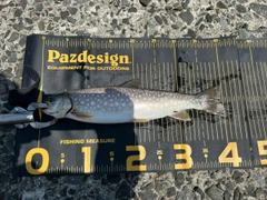 アメマスの釣果