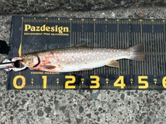 アメマスの釣果