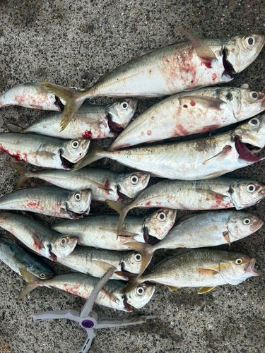マルアジの釣果