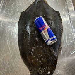 ヒラメ