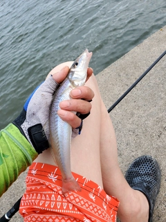 キスの釣果