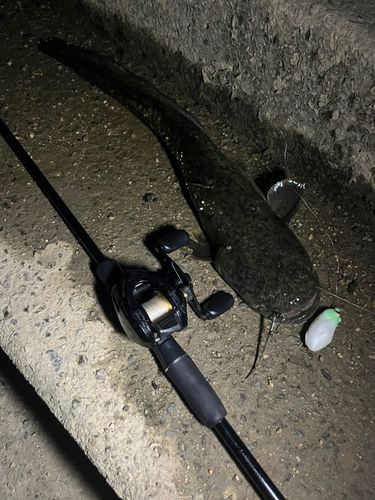 ナマズの釣果
