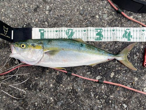 ハマチの釣果