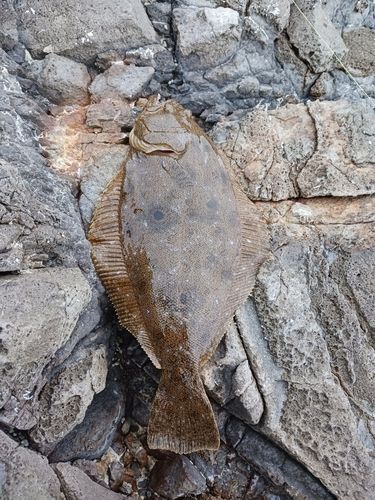 ソゲの釣果