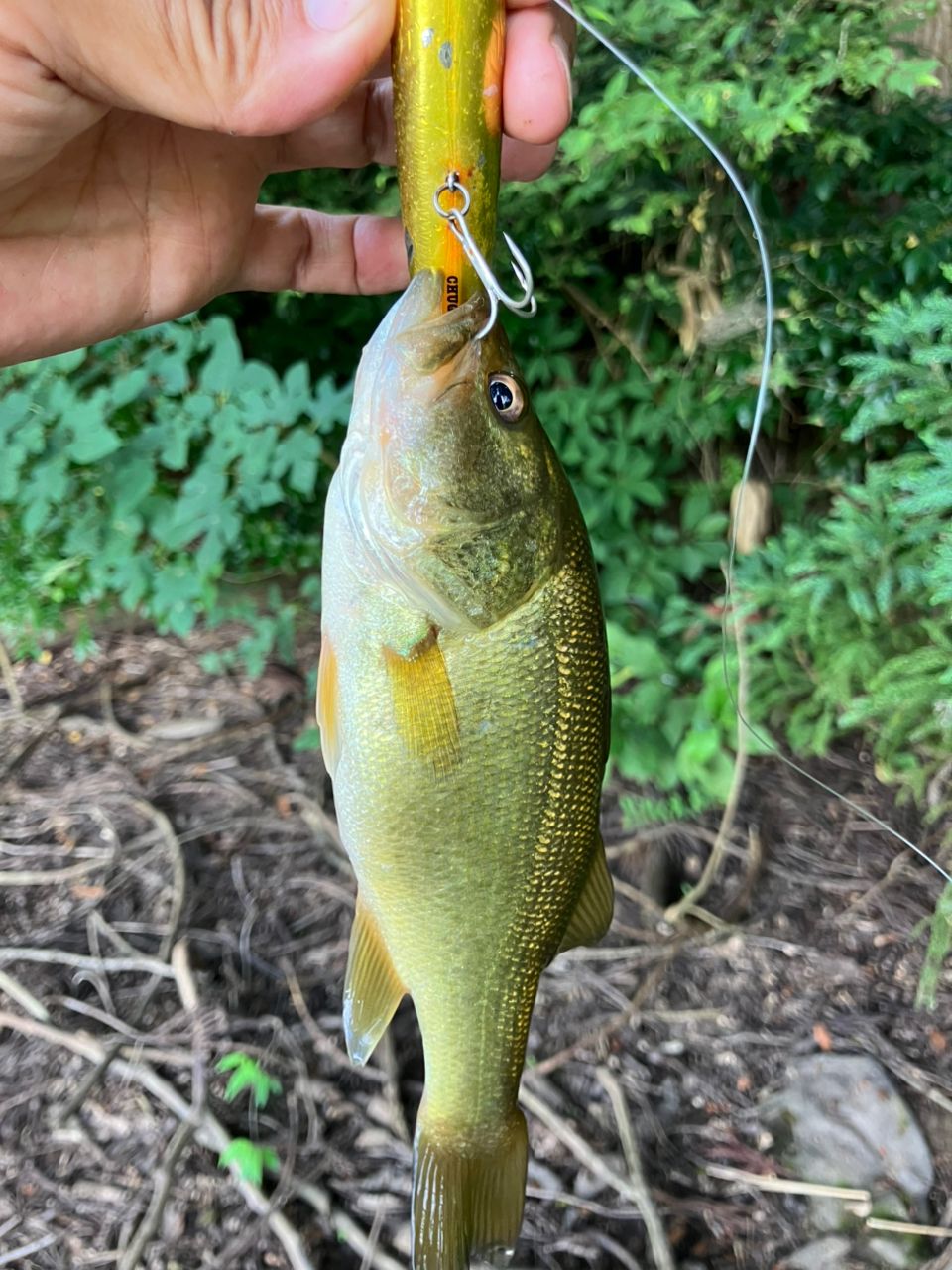 ラージマウスバス