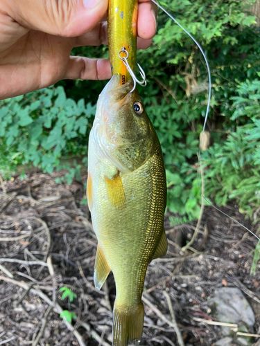 ラージマウスバスの釣果