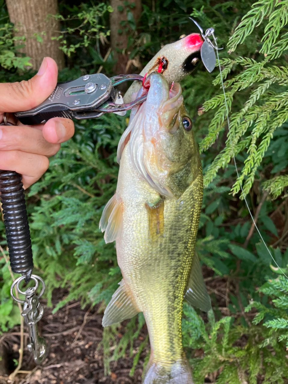 ラージマウスバス