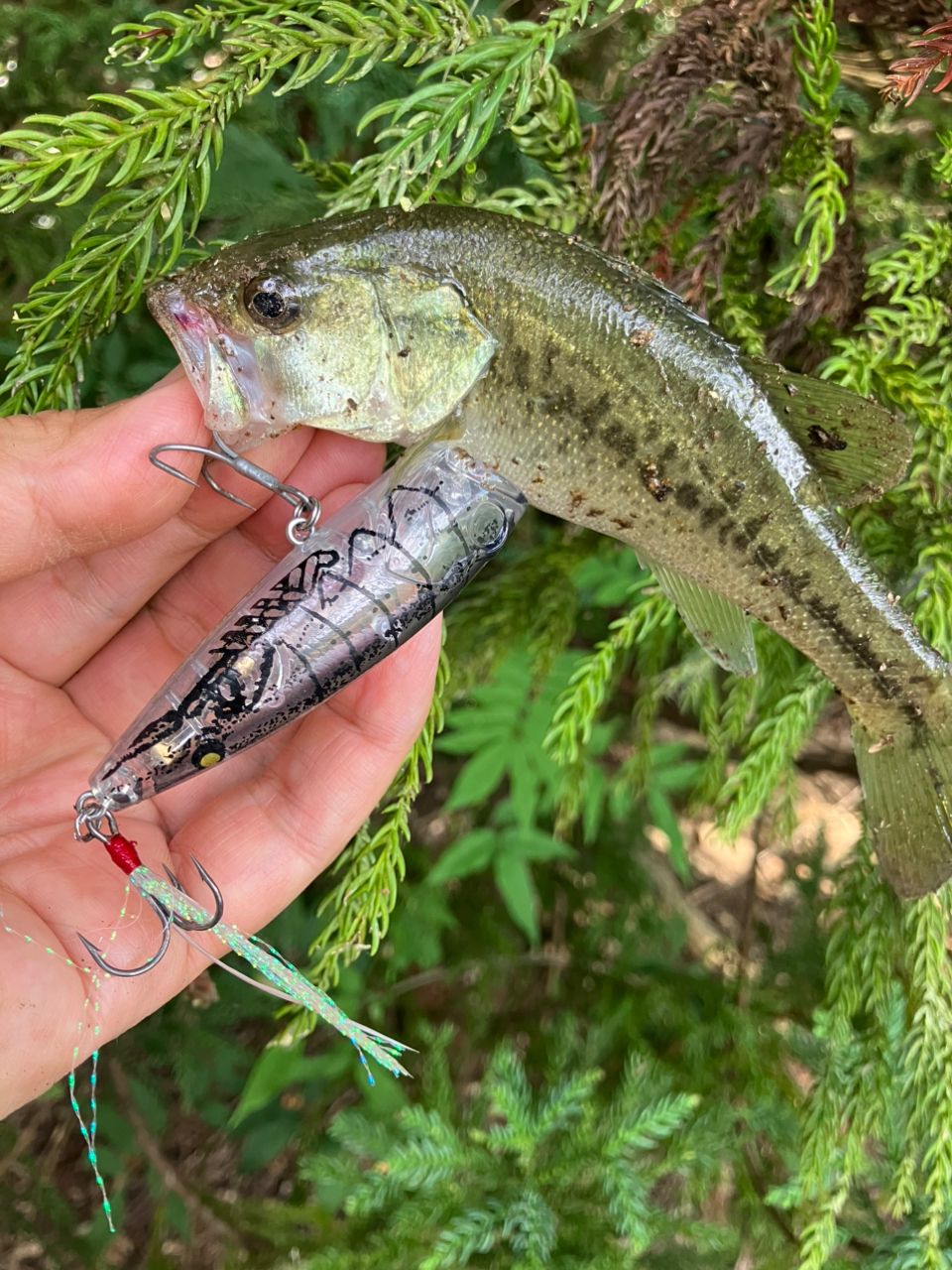 ラージマウスバス