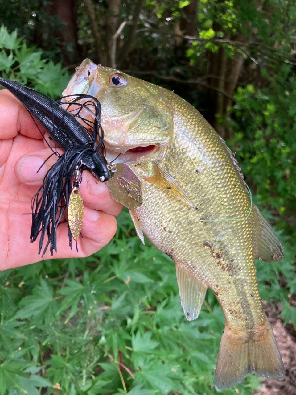 ラージマウスバス