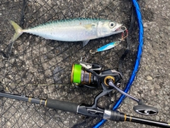サバの釣果