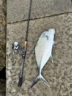 オニヒラアジの釣果