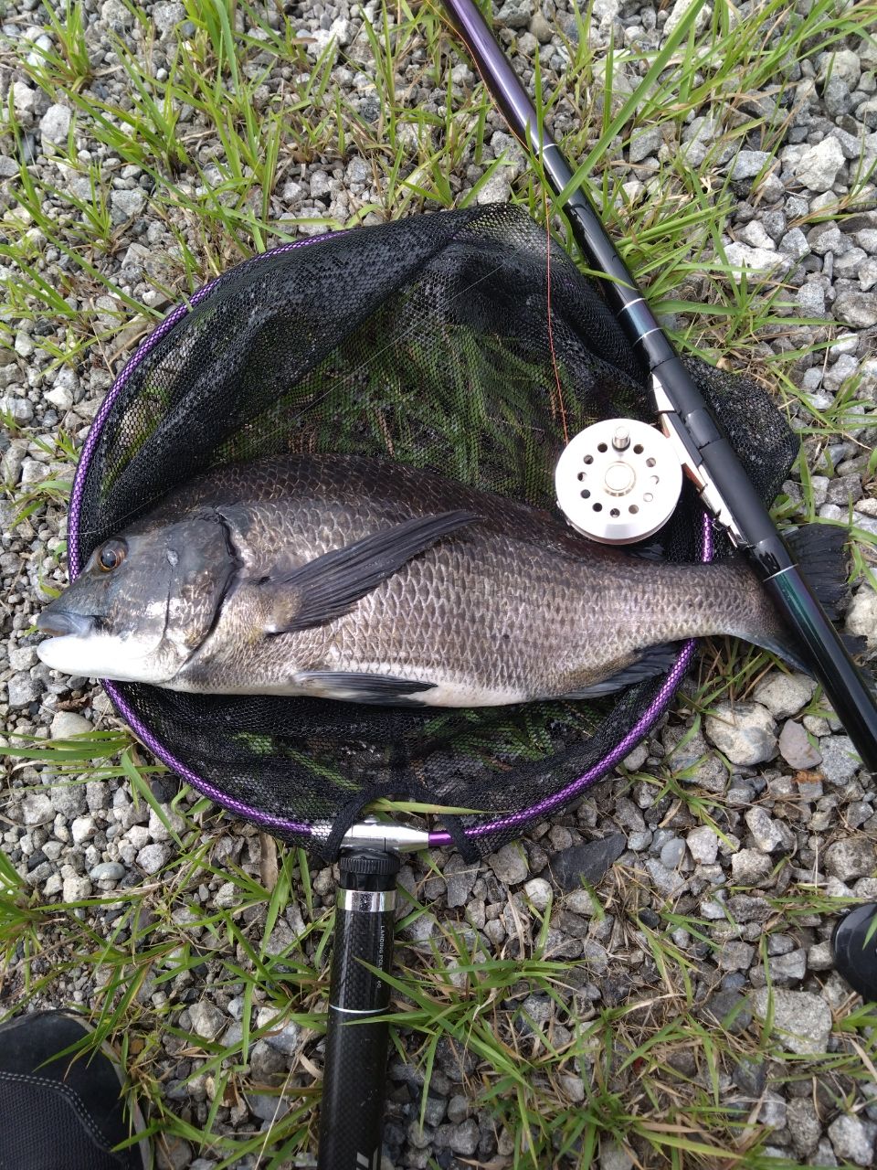 DAIWA - ダイワ 飛竜クロダイ M-53UM・Y ダイワ 飛竜クロダイ M-53UM・Y (ロッド・釣竿) 価格比較 - 価格.com