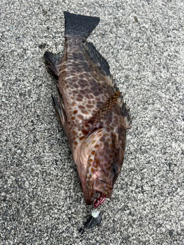 オオモンハタの釣果