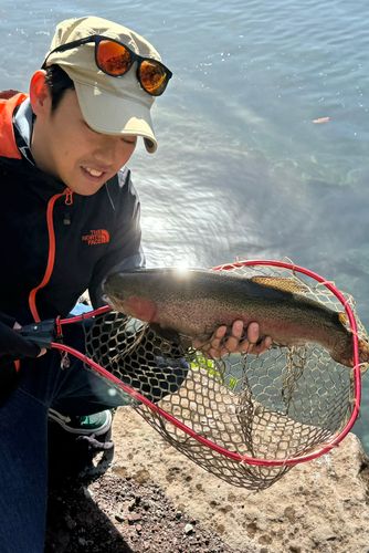 レインボートラウトの釣果