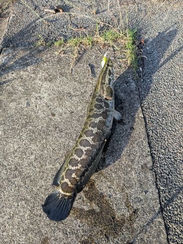 ライギョの釣果