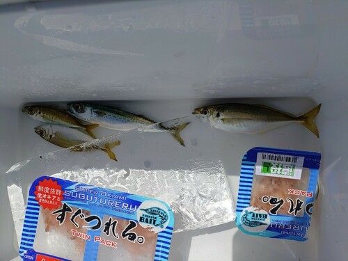 アジの釣果