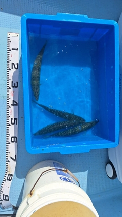 サバの釣果
