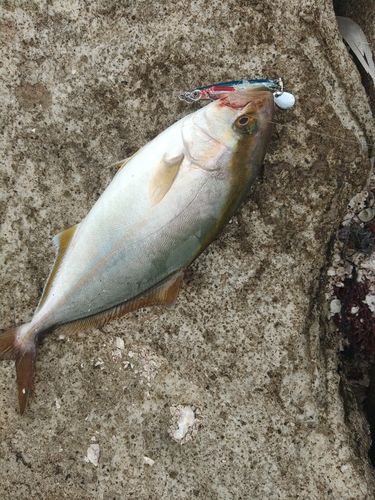 ショゴの釣果