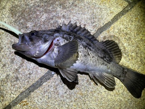 クロソイの釣果