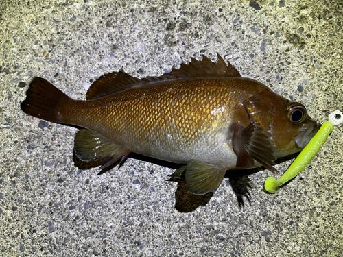 エゾメバルの釣果